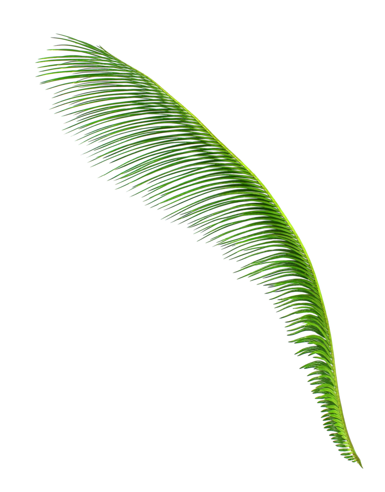 Green leaf of cycads tree on transparent background png file