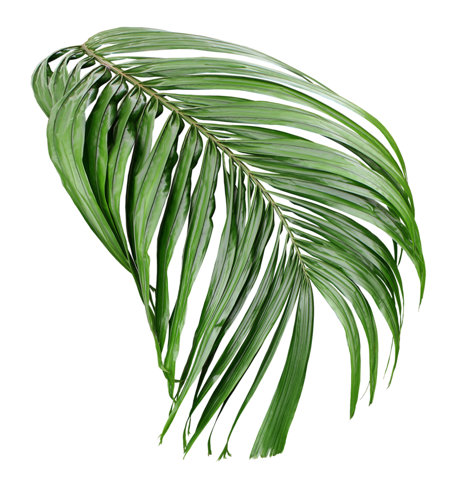 tropical green palm leaf isolated on transparent for summer background png file