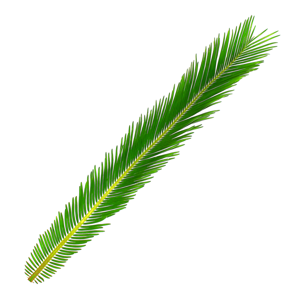 Green leaf of cycads tree on transparent background png file