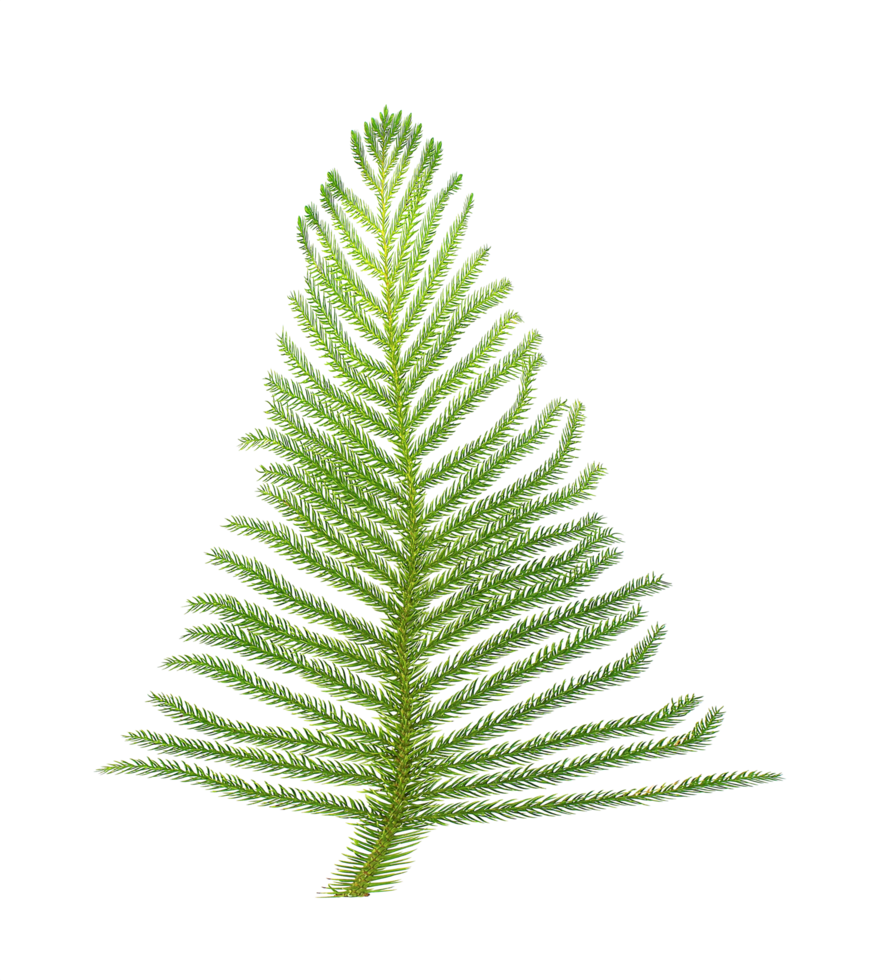 pine branch isolated on transparent background png file
