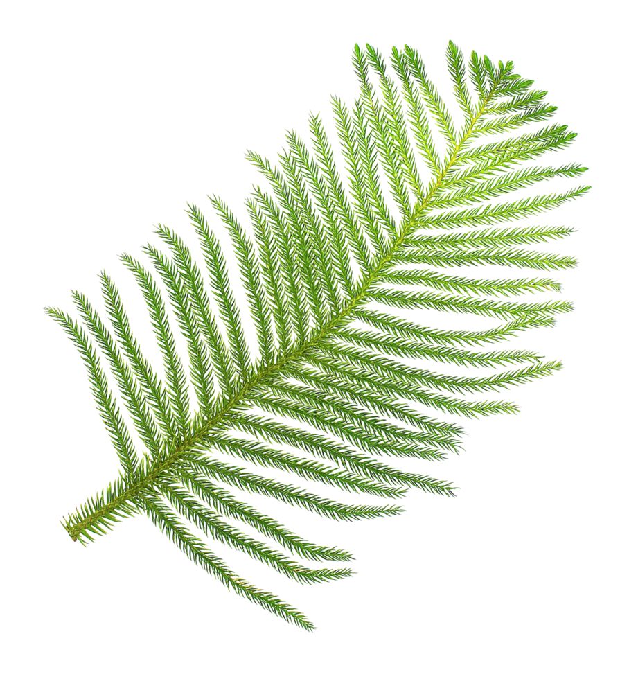 pine branch isolated on transparent background png file