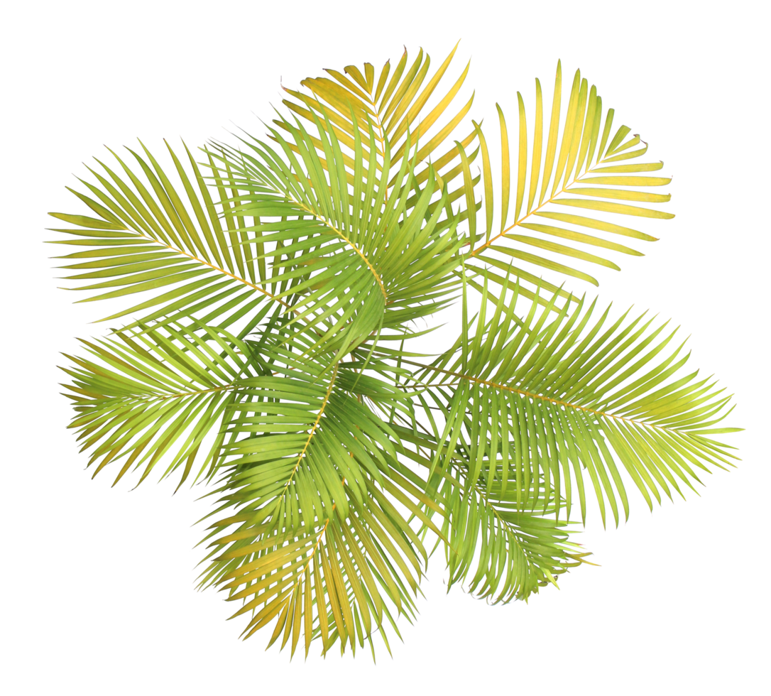 top view palm leaves tree isolated on transparent background png file