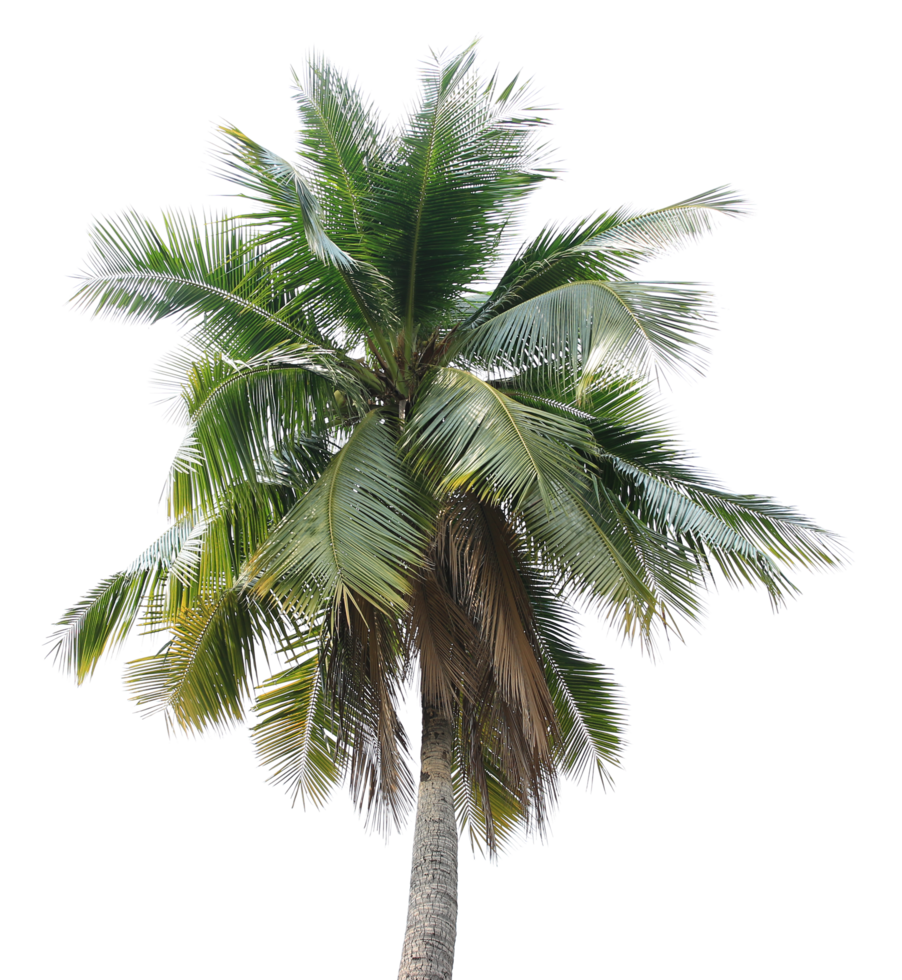 branch coconut palm tree leaves on transparent background png file