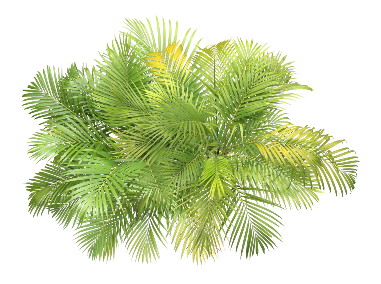 top view palm leaves tree isolated on transparent background png file