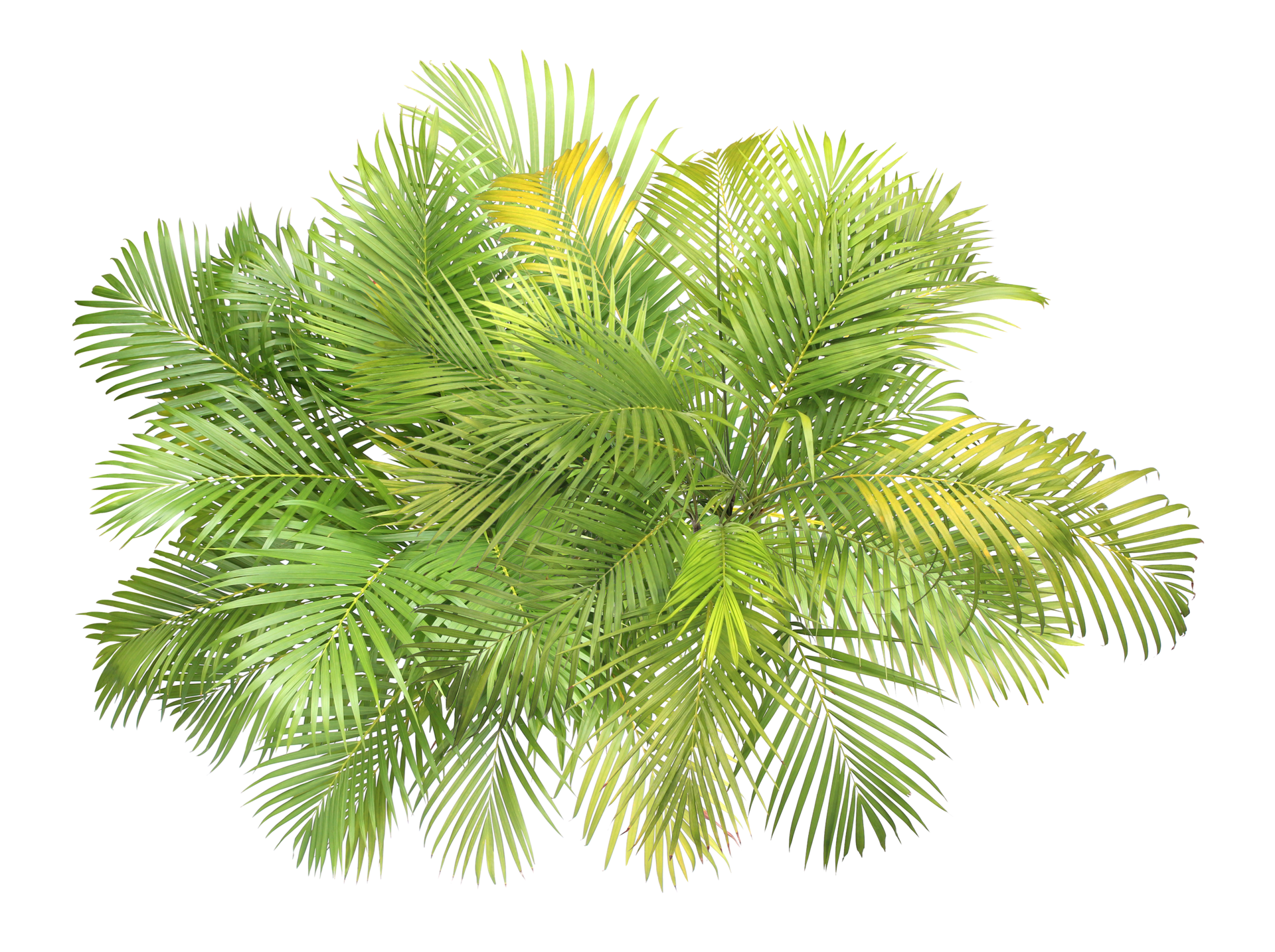 top view palm leaves tree isolated on transparent background png file  15096596 PNG