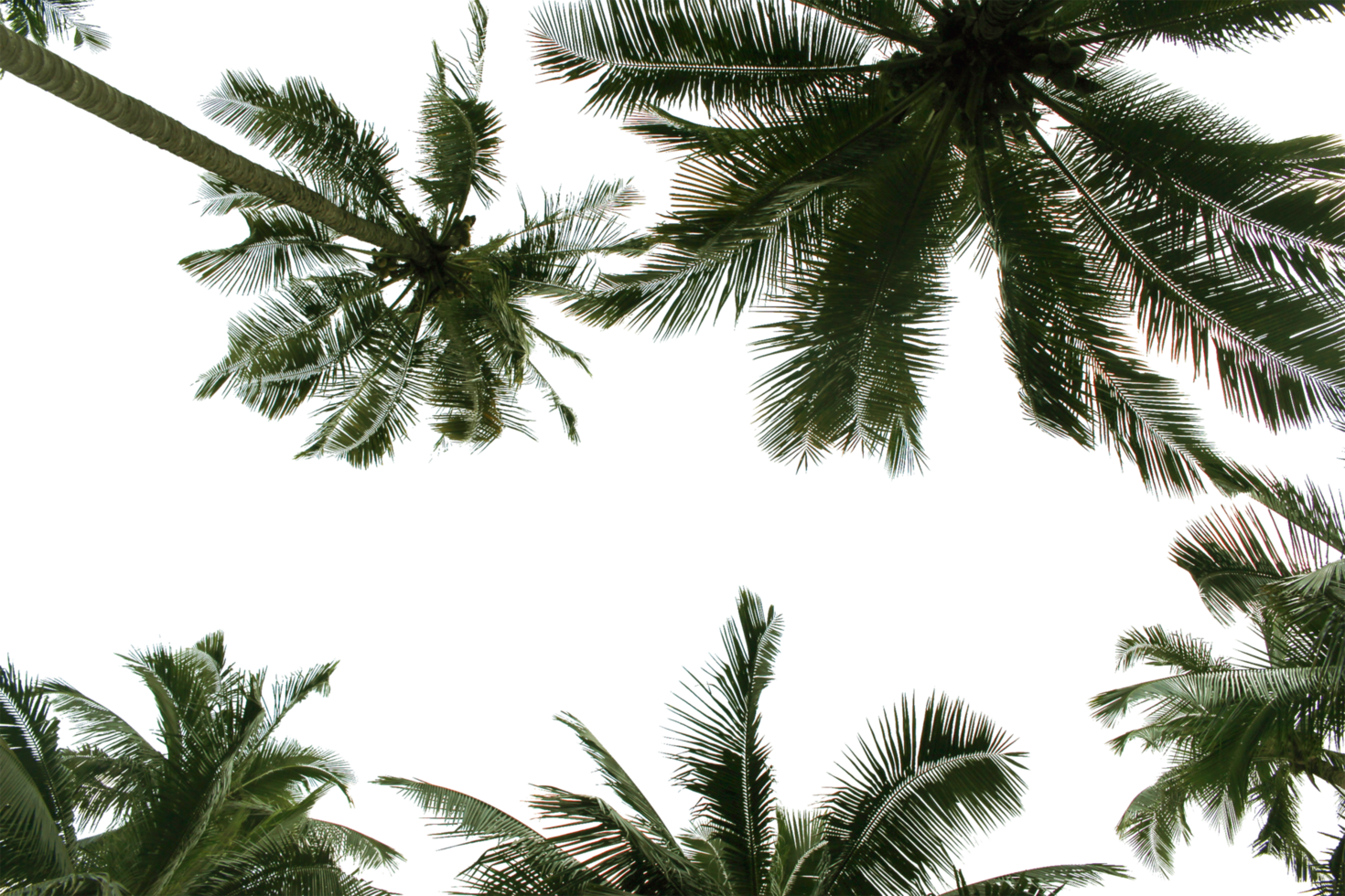 branch coconut palm tree leaves on transparent background png file
