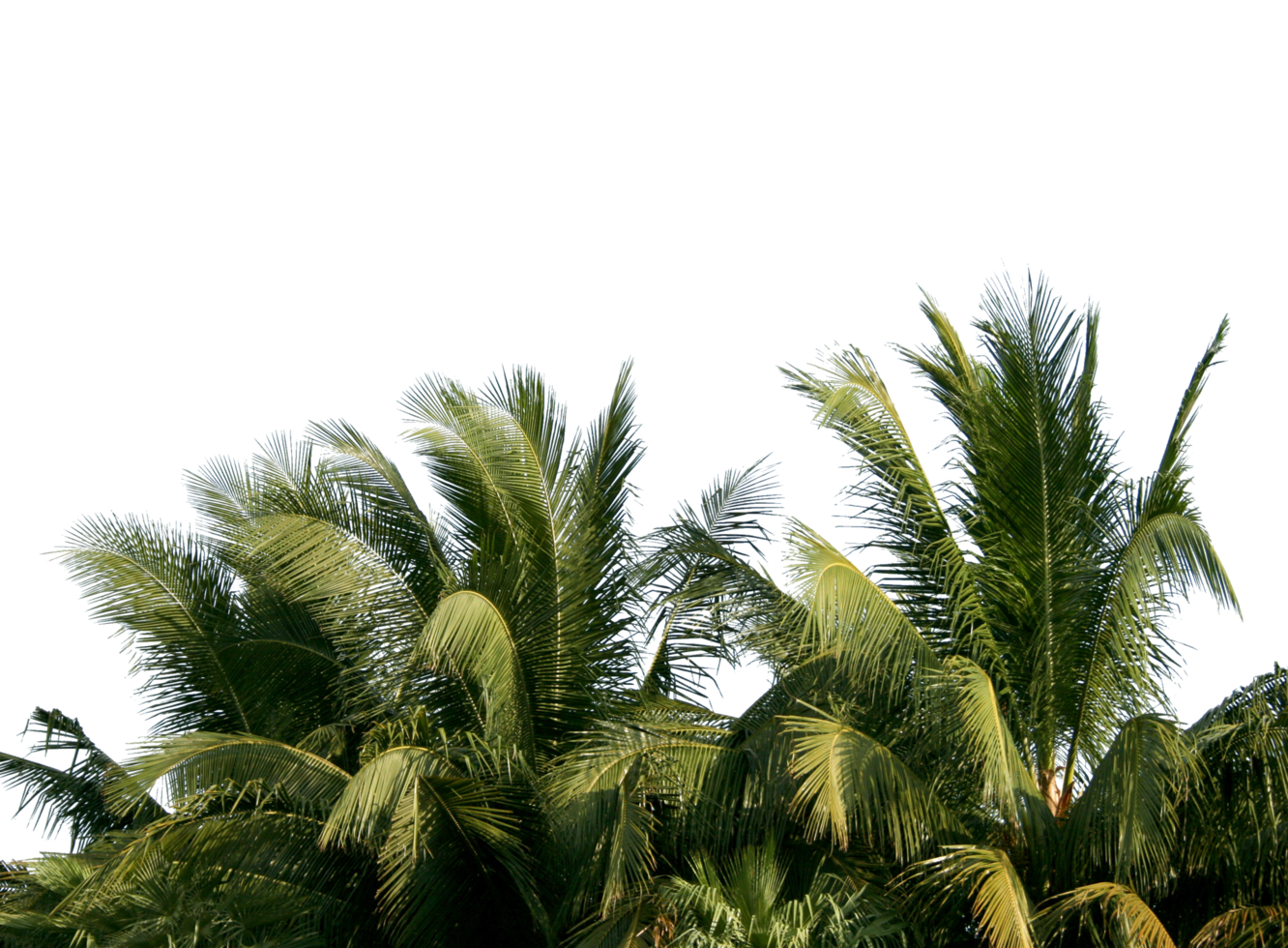 branch coconut palm tree leaves on transparent background png file