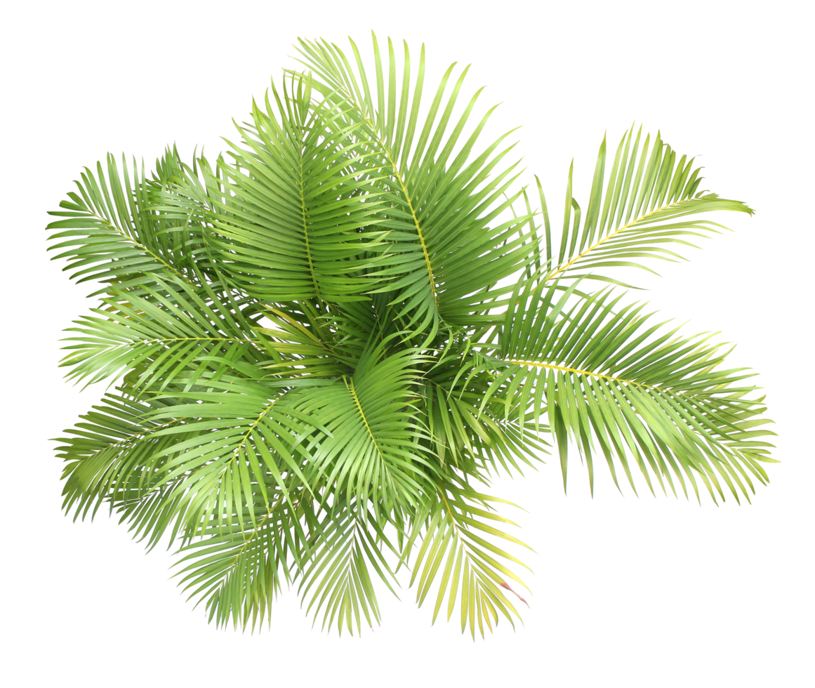 top view palm leaves tree isolated on transparent background png file