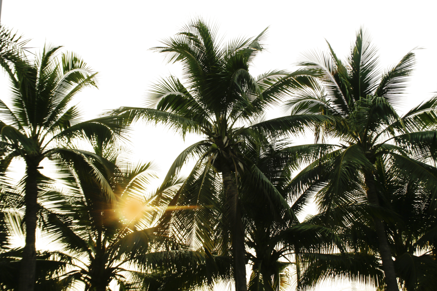 branch coconut palm tree leaves on transparent background png file