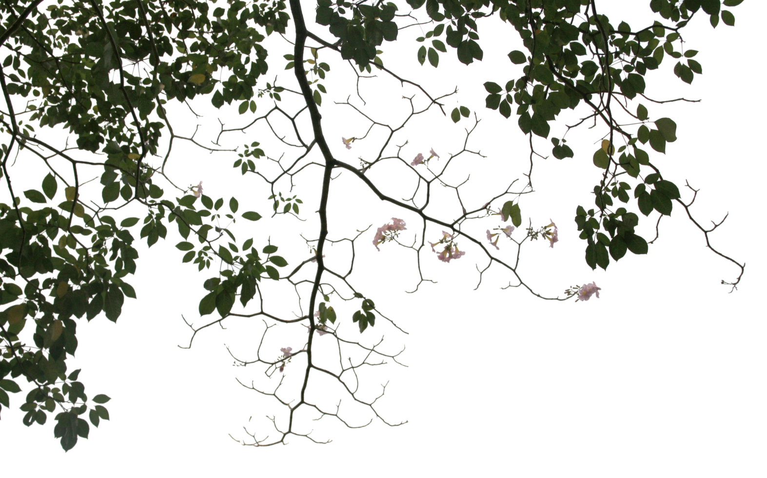 grand arbre et branches d'arbre sur fond transparent fichier png