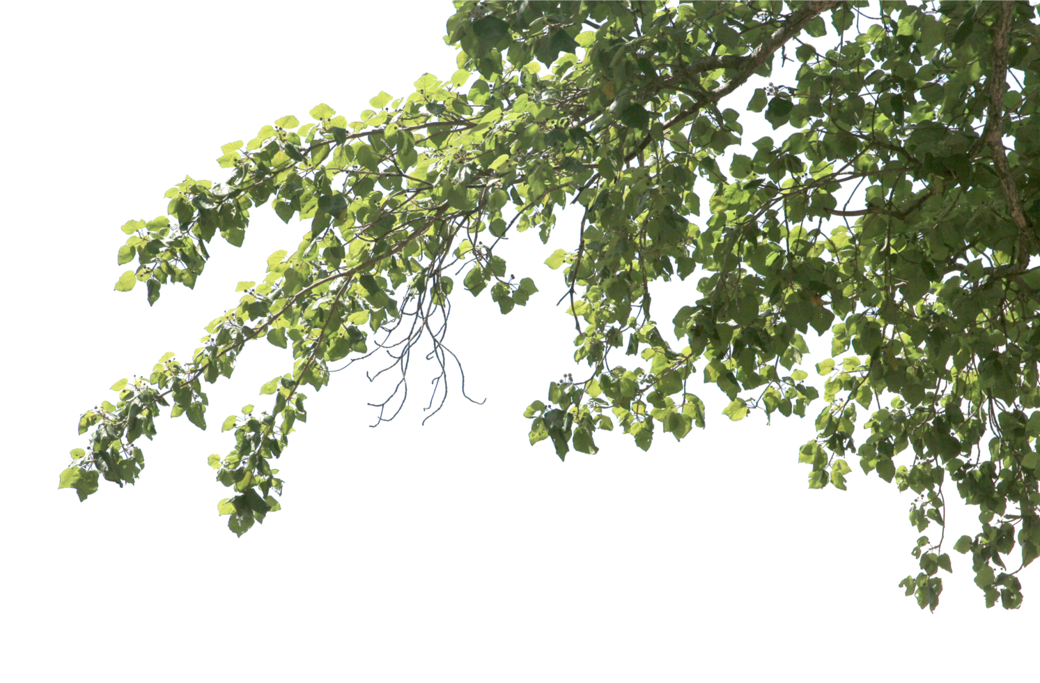 grand arbre et branches d'arbre sur fond transparent fichier png