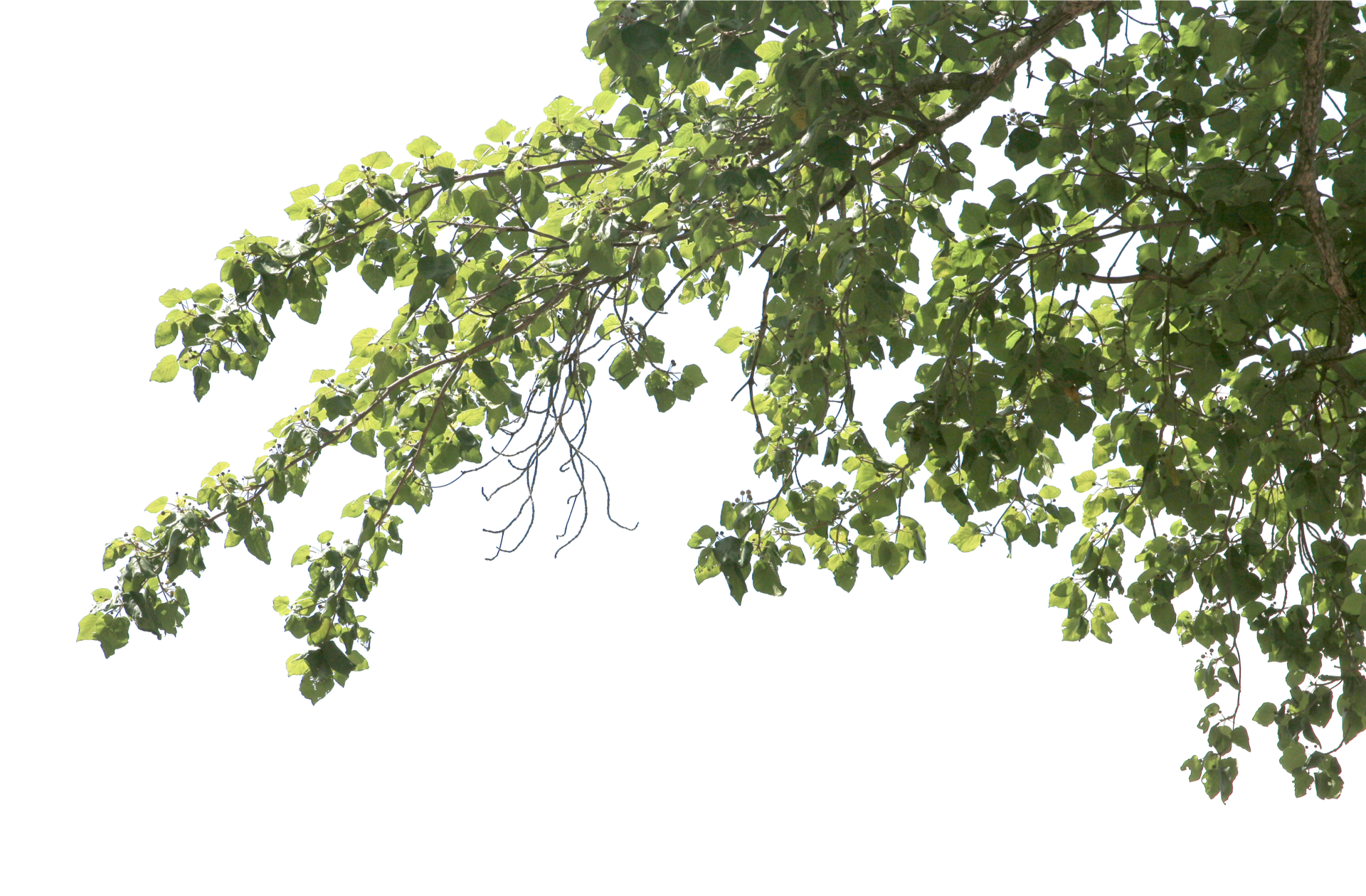 tree branch png