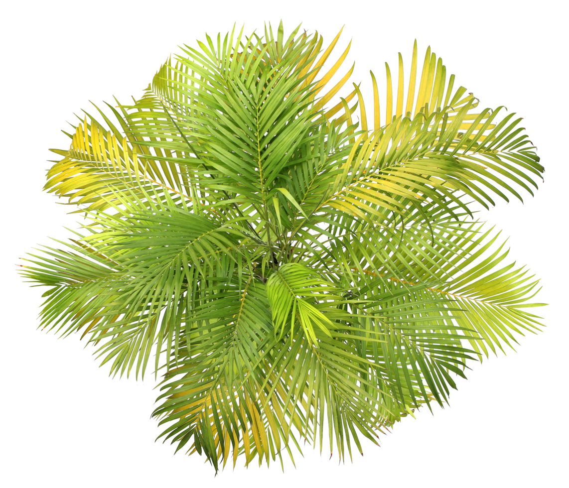 top view palm leaves tree isolated on transparent background png file