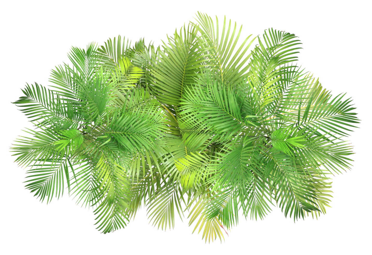 top view palm leaves tree isolated on transparent background png file