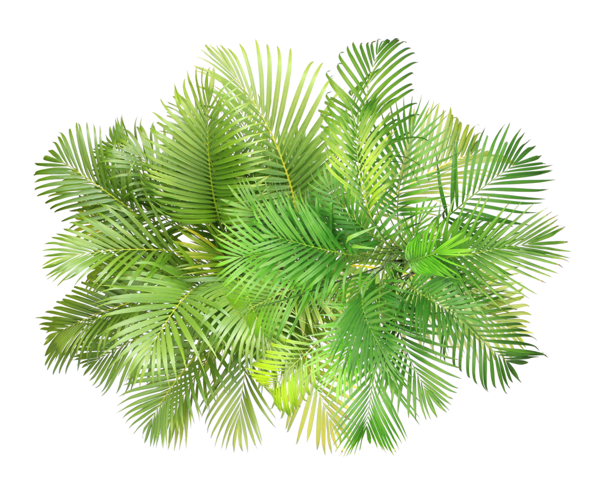 top view palm leaves tree isolated on transparent background png file