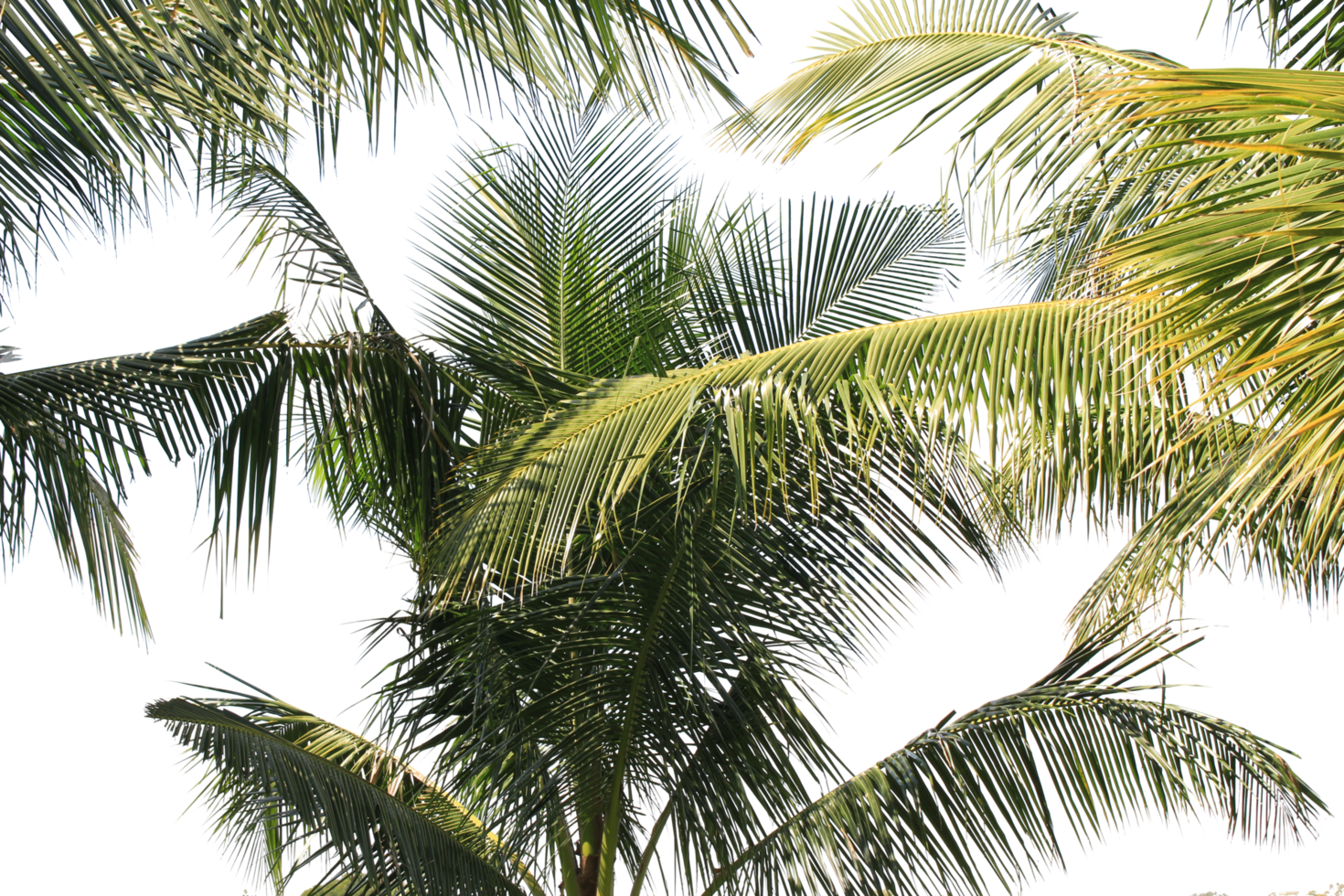branch coconut palm tree leaves on transparent background png file