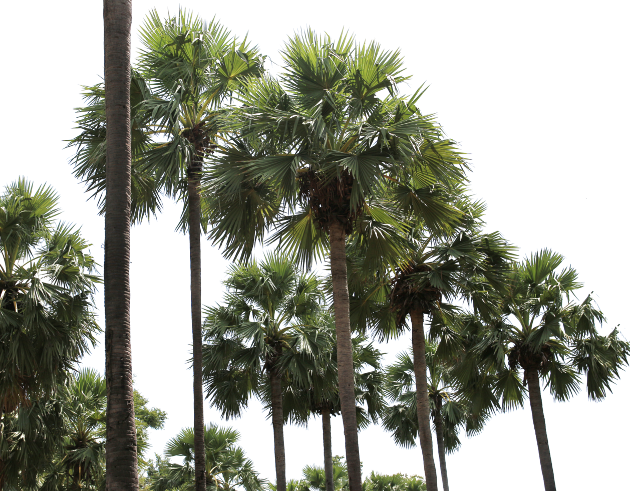 branch coconut palm tree leaves on transparent background png file