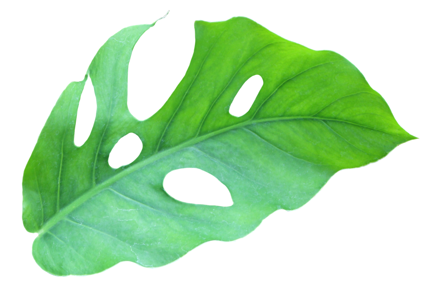 tropical jungle monstera leaves , Swiss Cheese leaf tree isolated on transparent background png file