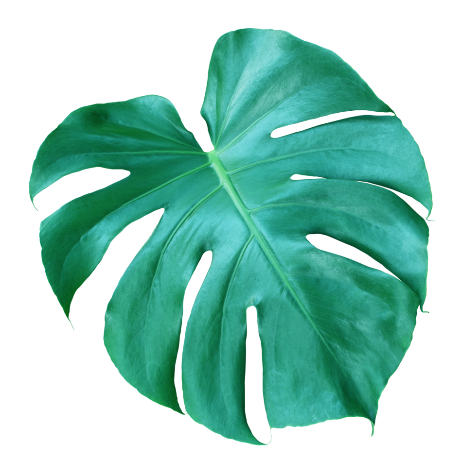 tropical jungle monstera leaves , Swiss Cheese leaf tree isolated on transparent background png file