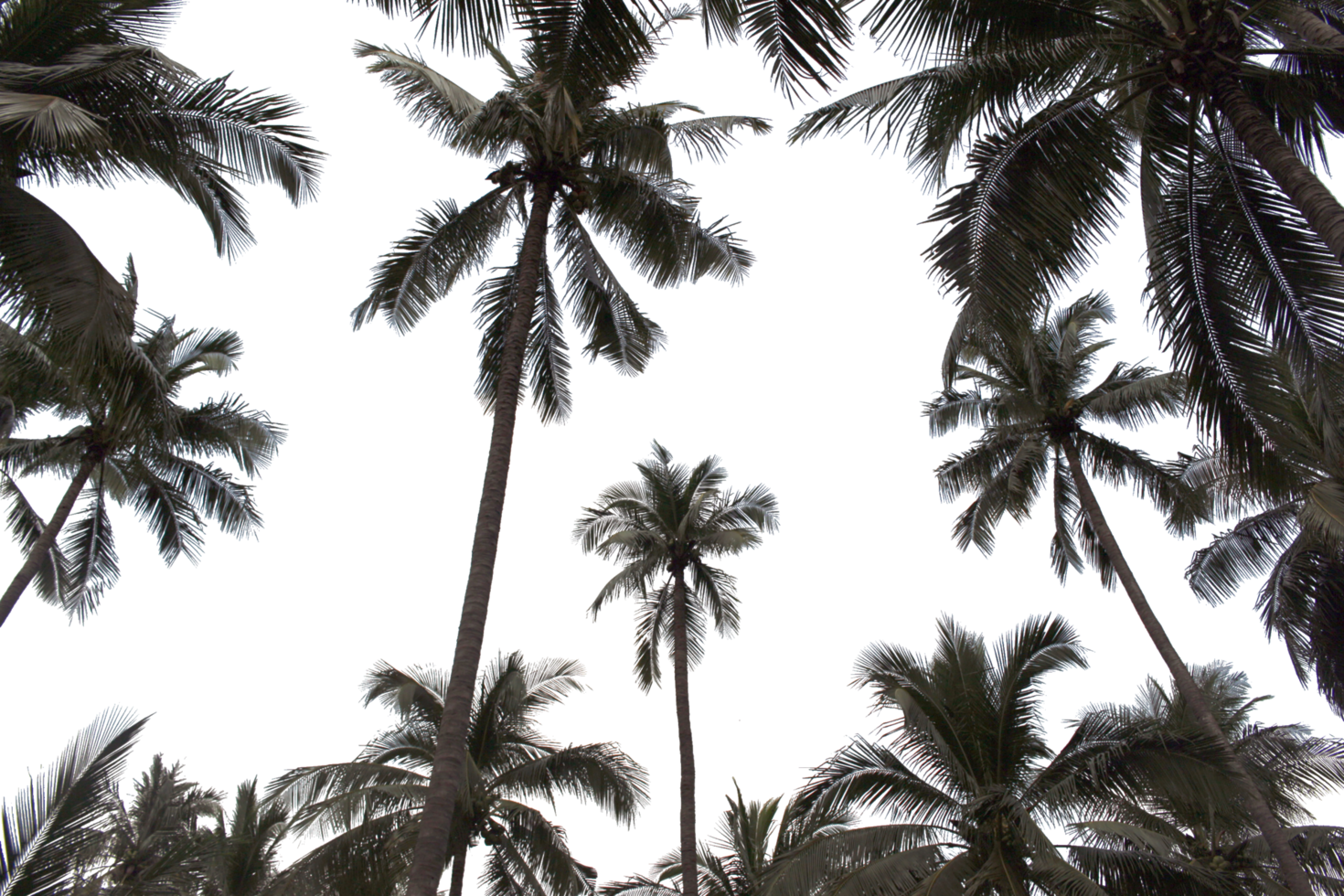 branch coconut palm tree leaves on transparent background png file