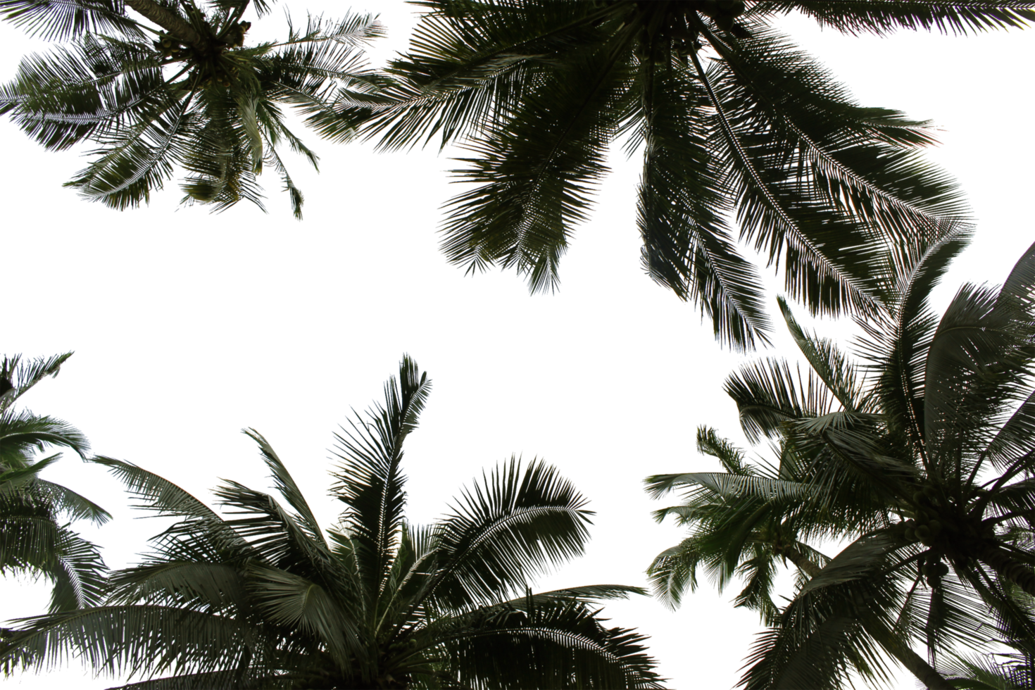 branch coconut palm tree leaves on transparent background png file