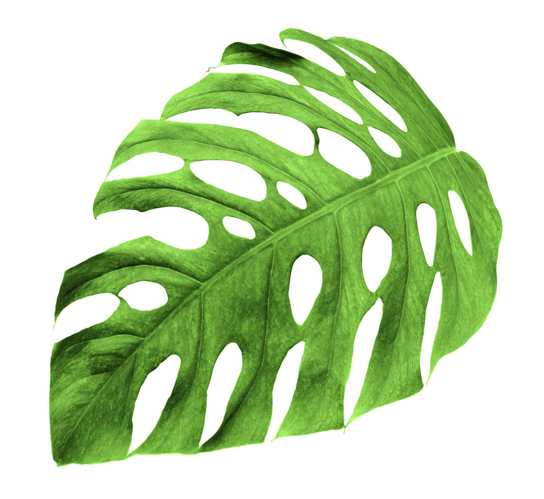 feuilles de monstera de la jungle tropicale, arbre à feuilles de fromage suisse isolé sur fond transparent fichier png