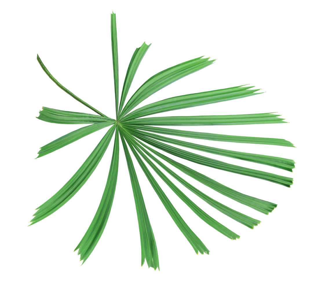 patrón de hoja de palma verde de naturaleza tropical, molino de viento chino en archivo png de fondo transparente