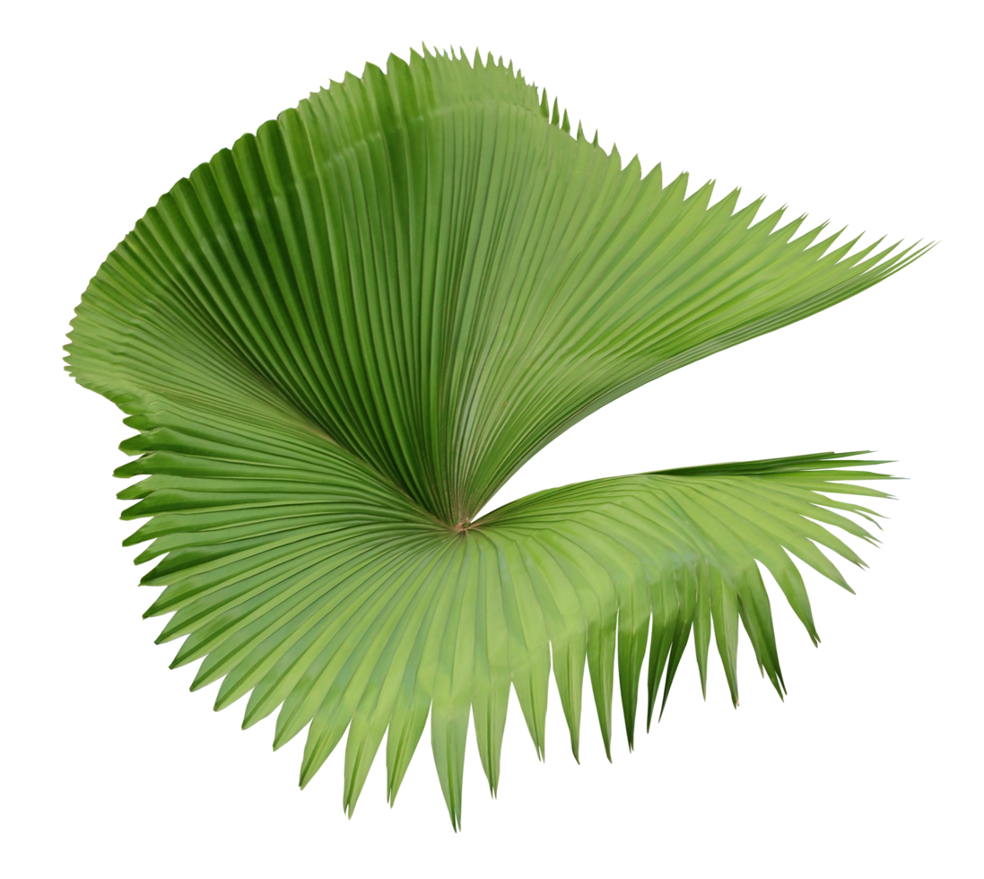 tropical nature green palm leaf on transparent backgound png file