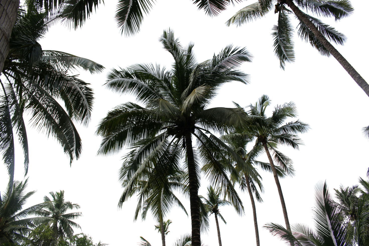 branch coconut palm tree leaves on transparent background png file