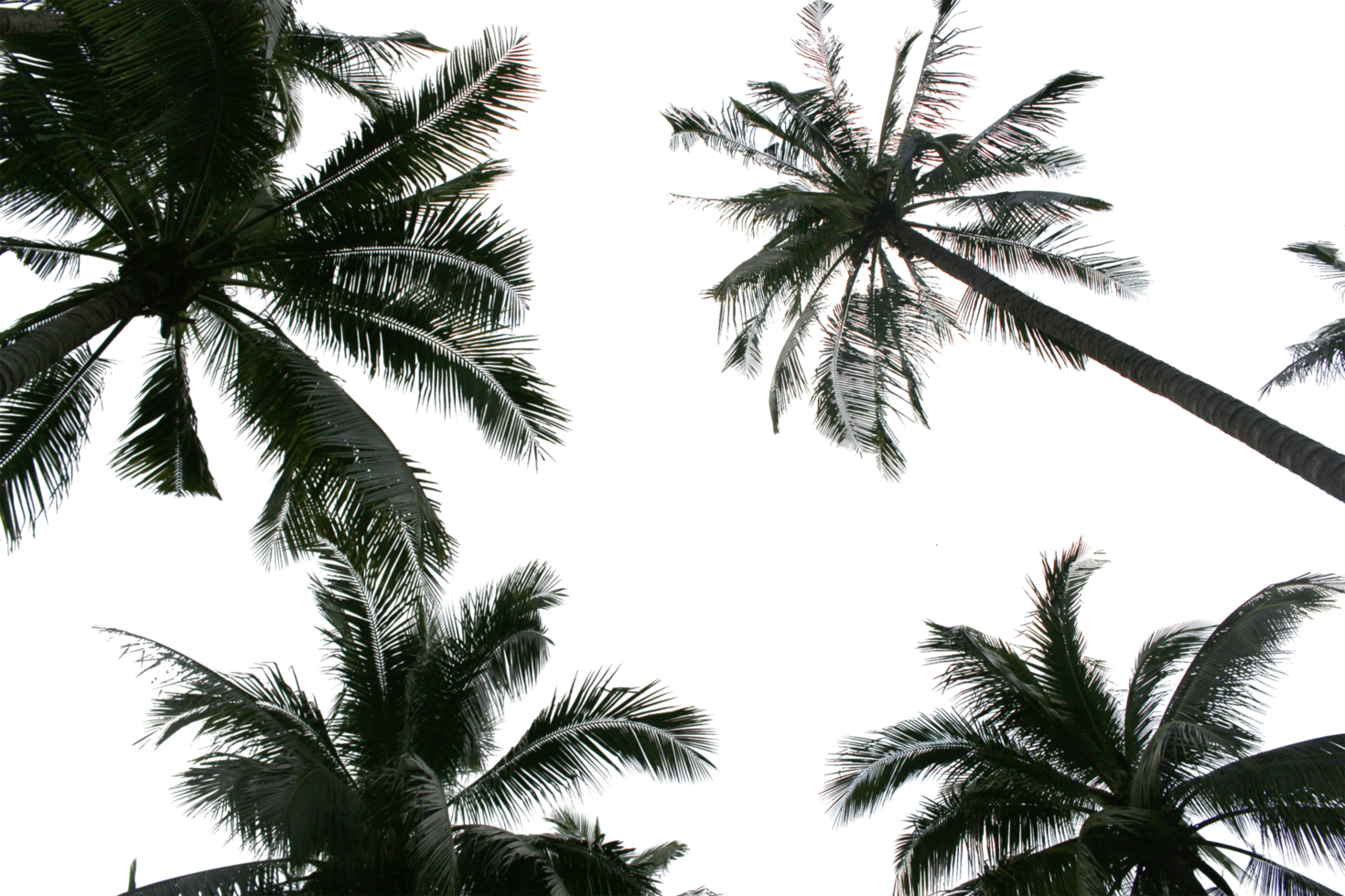 branch coconut palm tree leaves on transparent background png file