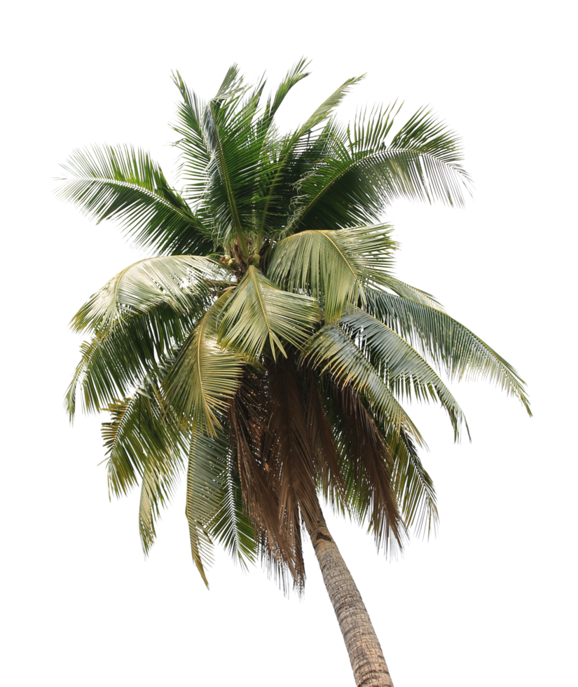 gren kokos handflatan träd löv på transparent bakgrund png fil