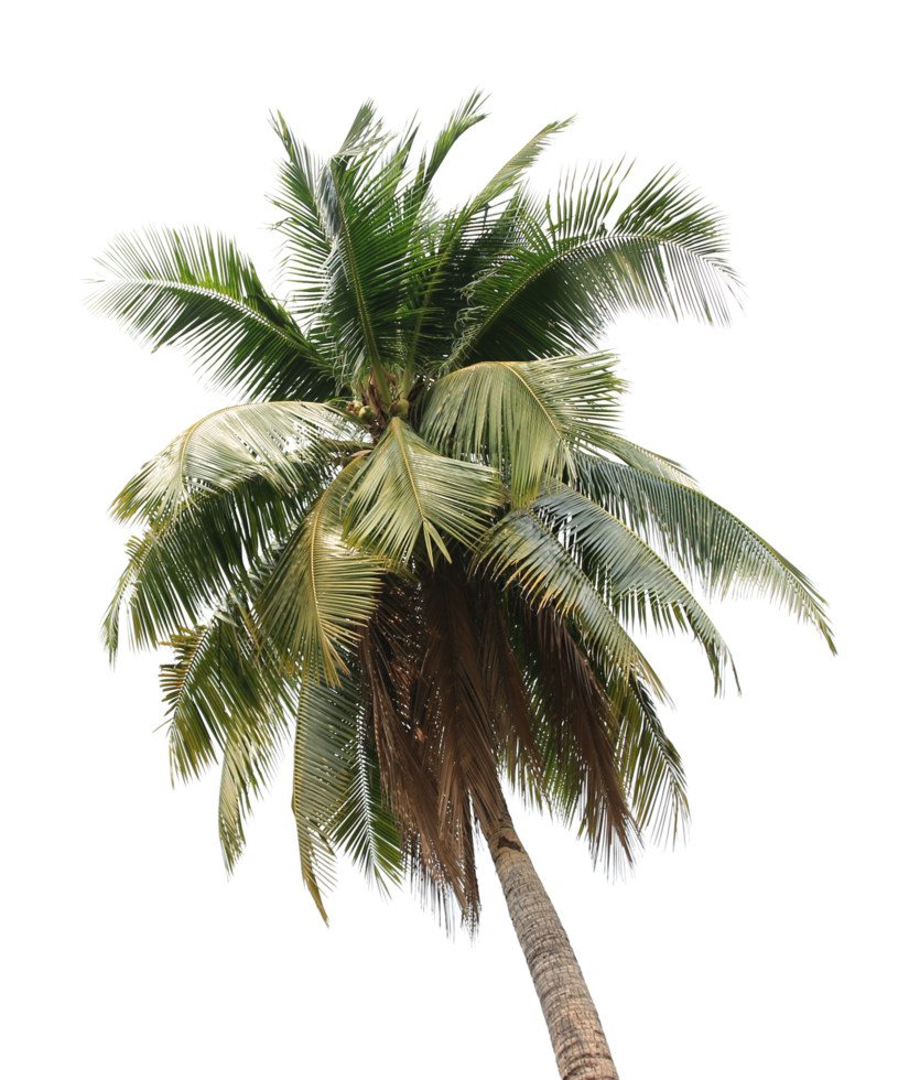 branch coconut palm tree leaves on transparent background png file