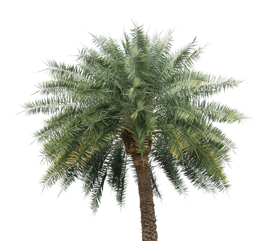 branch coconut palm tree leaves on transparent background png file