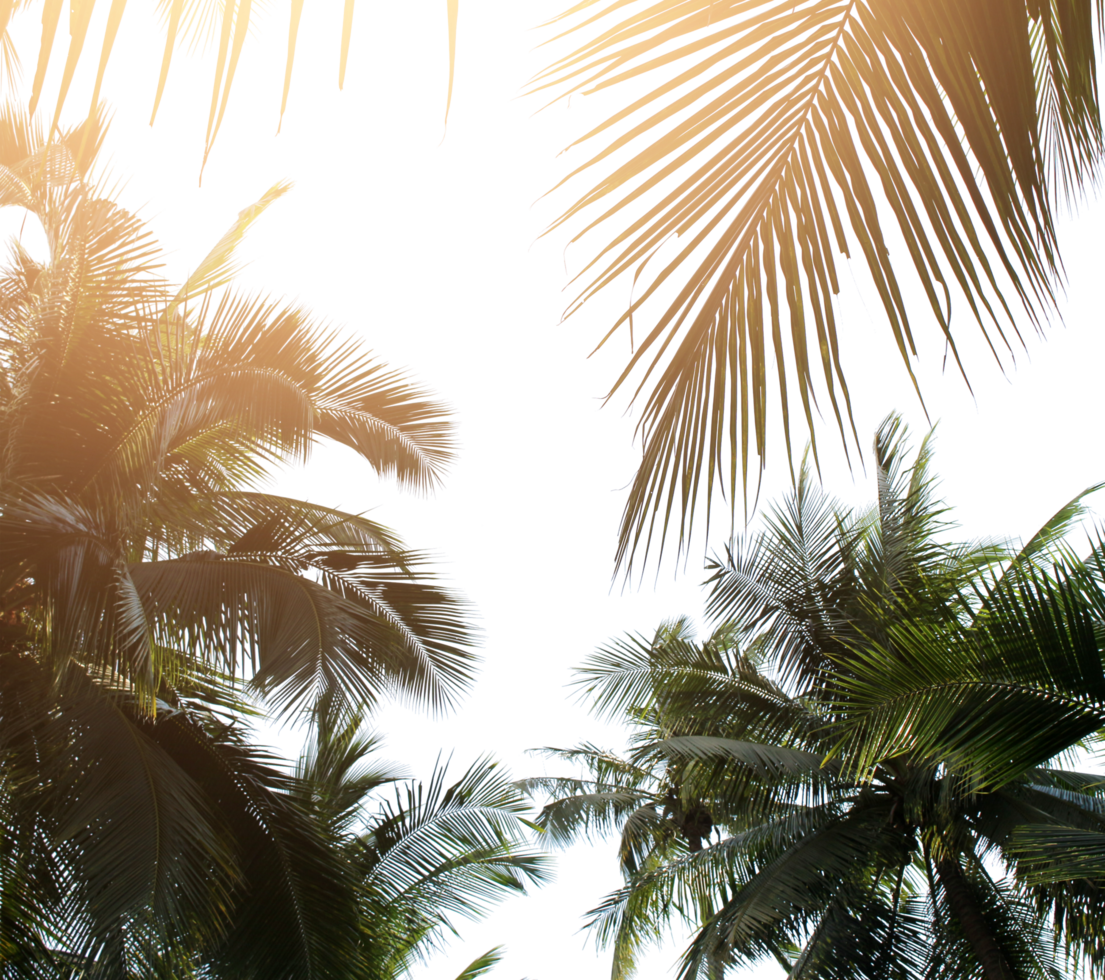 tropical coconut palm leaves tree for summer background on transparent png file