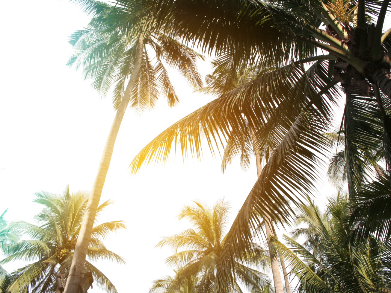 tropical coconut palm leaves tree for summer background on transparent png file