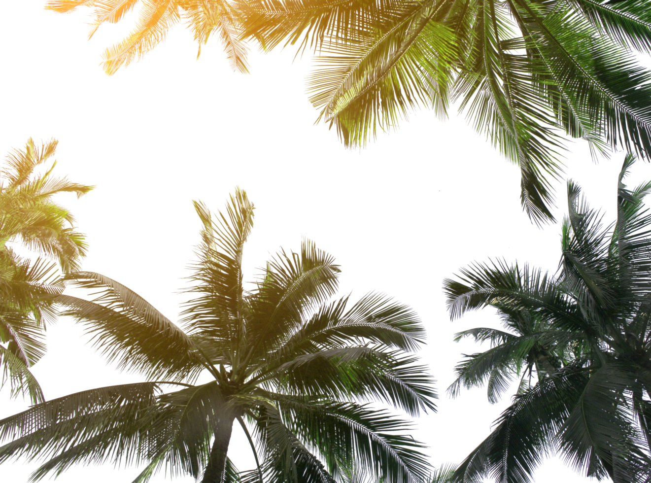 cocotier tropical feuilles arbre pour fond d'été sur fichier png transparent