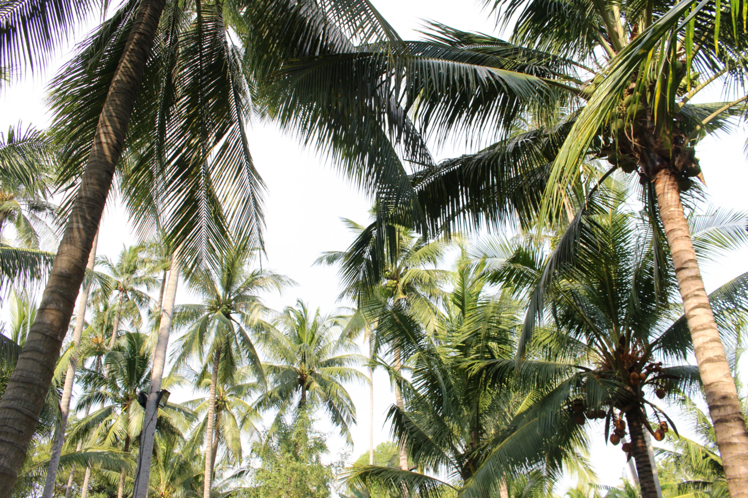 tropische kokospalme verlässt baum für sommerhintergrund auf transparenter png-datei png