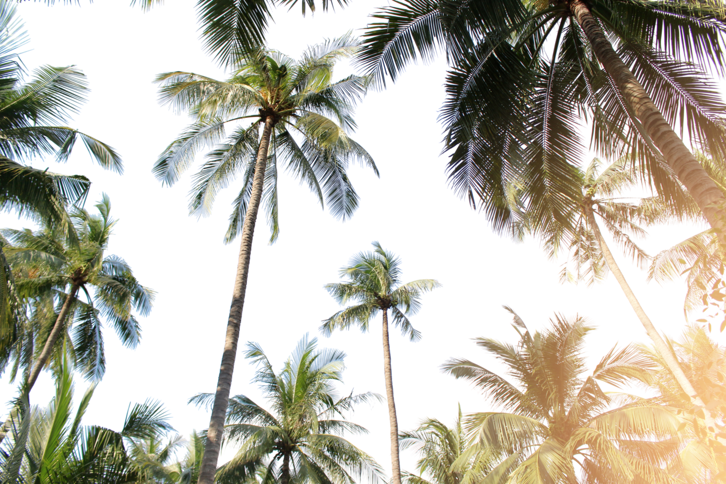 tropische kokospalme verlässt baum für sommerhintergrund auf transparenter png-datei png