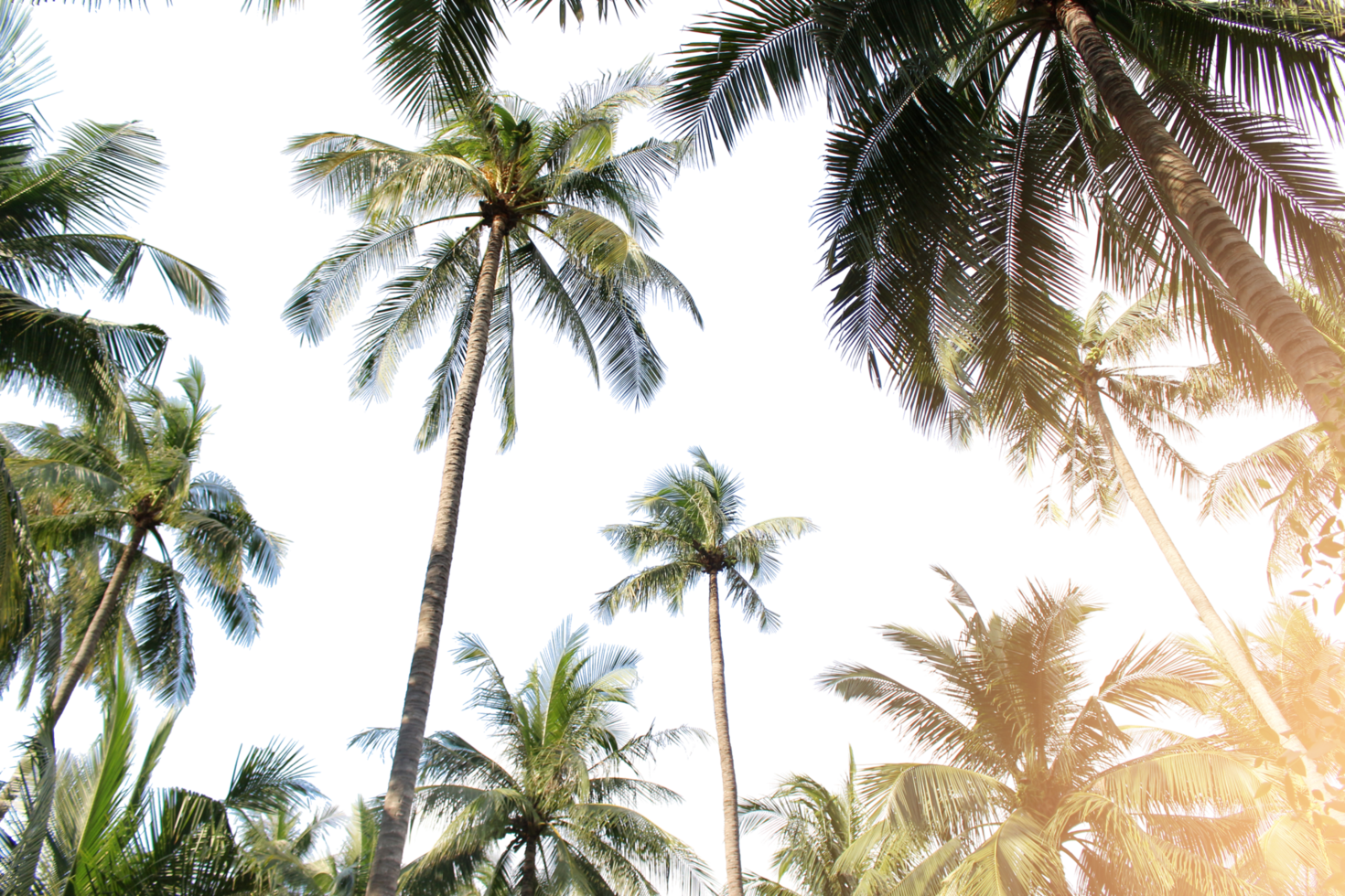 tropical coconut palm leaves tree for summer background on transparent png file