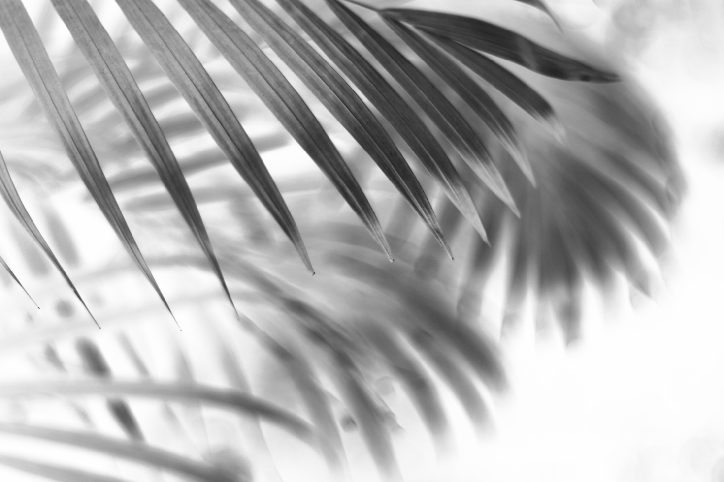 tropical branch black palm leaf with shadow on transparent background png file