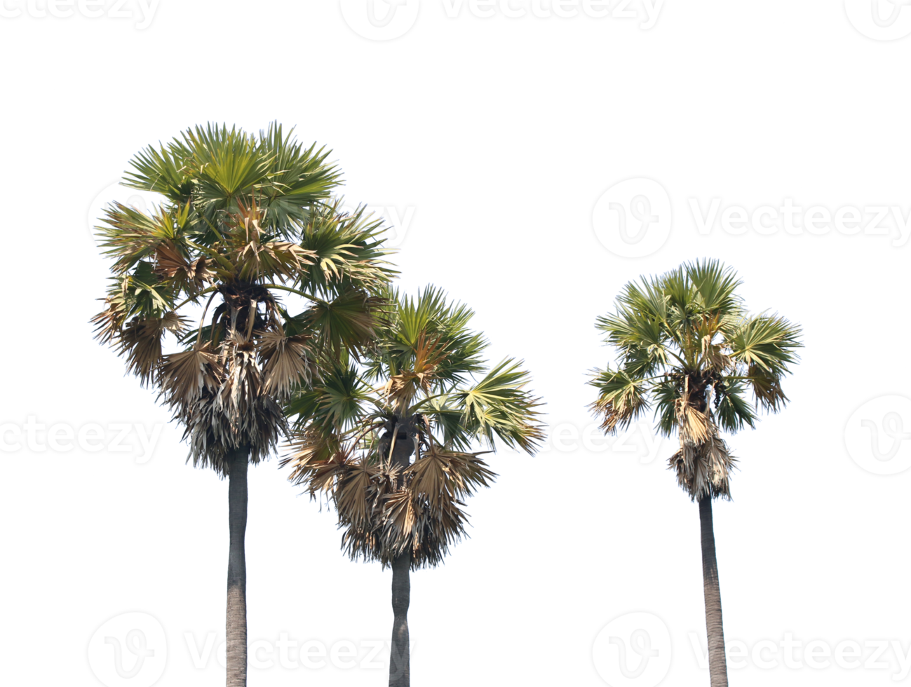 Asian Palmyra palm, Toddy palm, Sugar palm, on transparent background png file