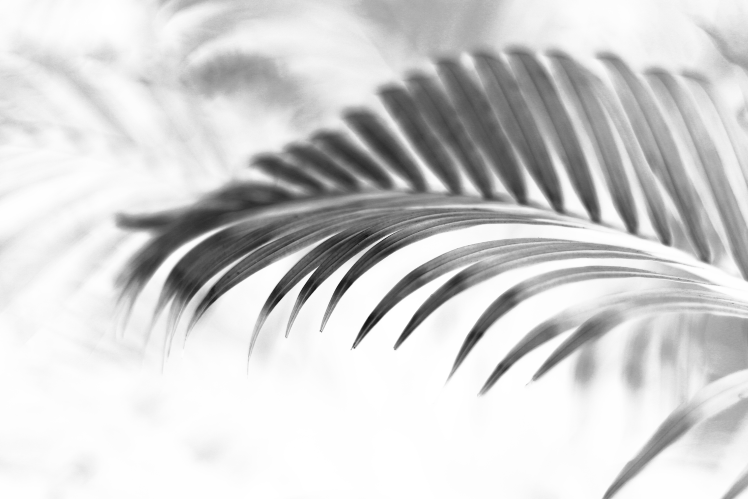 tropical branch black palm leaf with shadow on transparent background png file