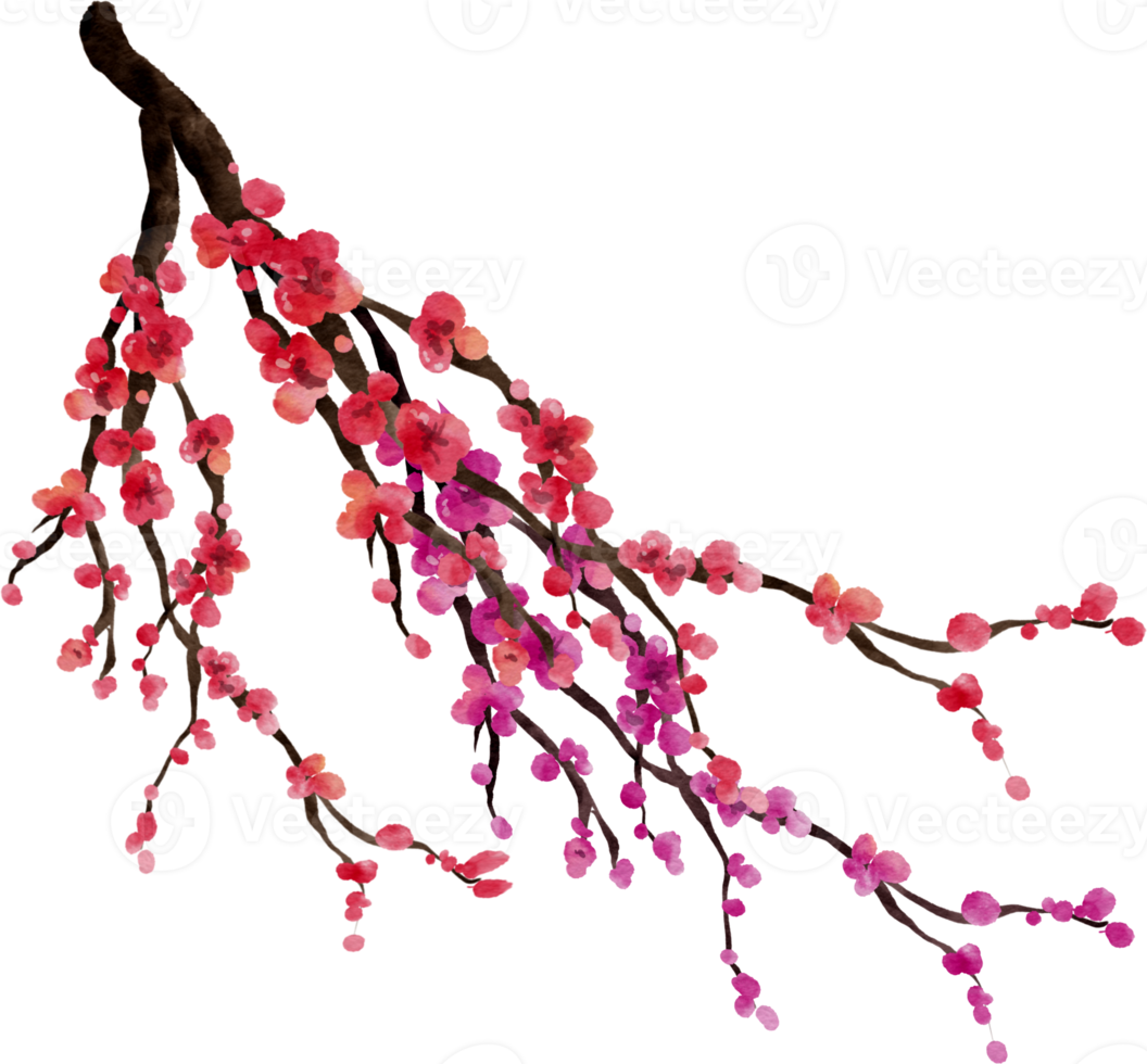 Cherry Blossom Watercolor Flower png
