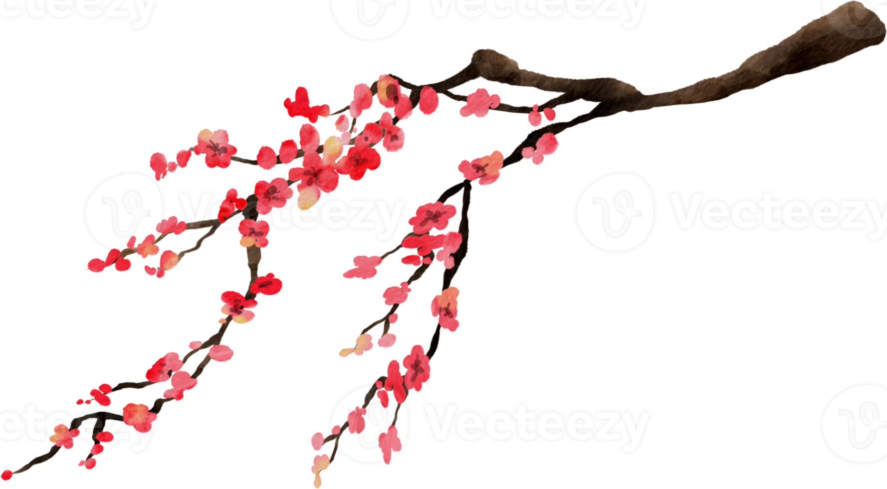 Cherry Blossom Watercolor Flower png