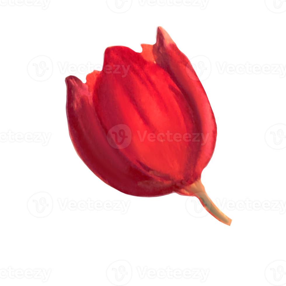 flor tulipán acuarela ilustración png