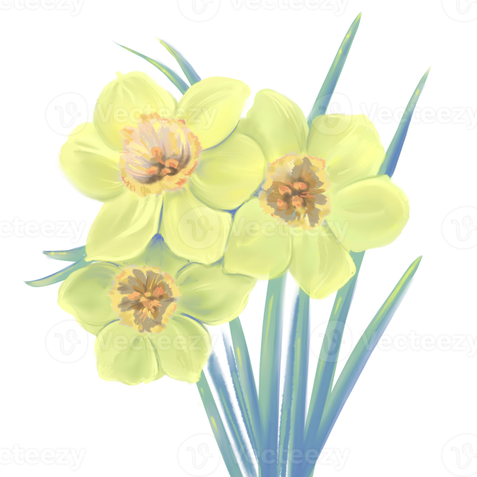bouquet of daffodils illustrations png