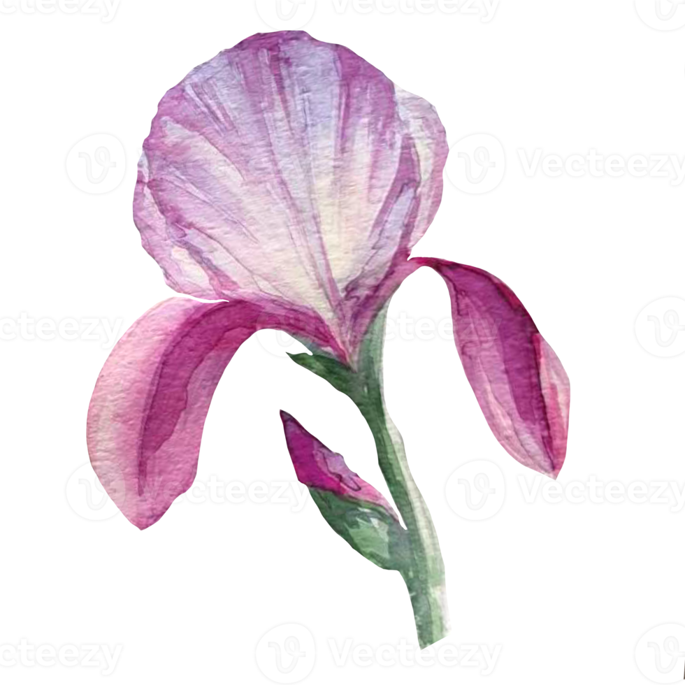 purple iris flower watercolor png