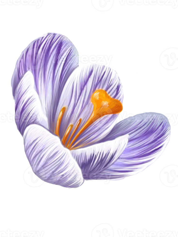 flor de açafrão de perto png