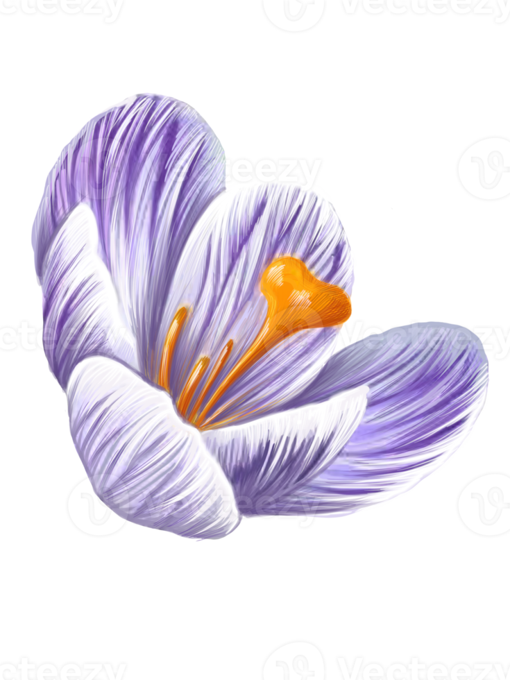 crocus flower close up png