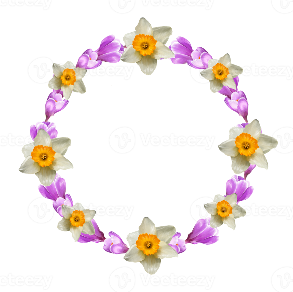 frame of crocus flowers, daffodils, saffron png
